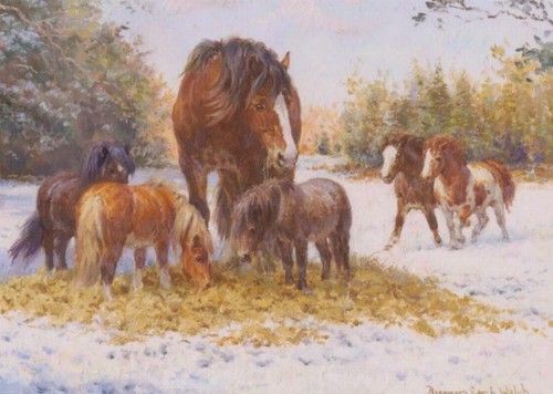 Shire horse farming - shire,