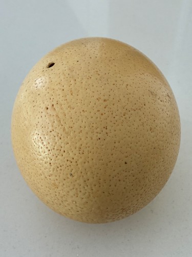 Ostrich egg blown - ostrich, large