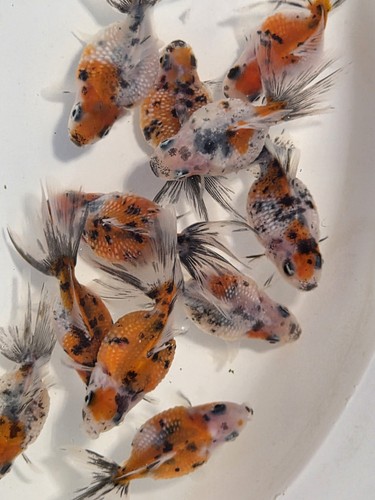 New stock live fish - **new, stock**