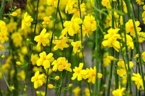 Jasmine winter flowering 9cm - flowering!,