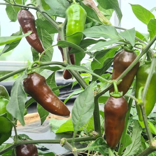 Chilli pepper coffee 8 - chilli,