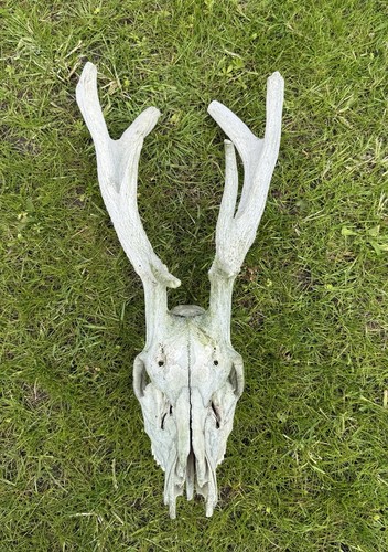 Red deer skull with - red,