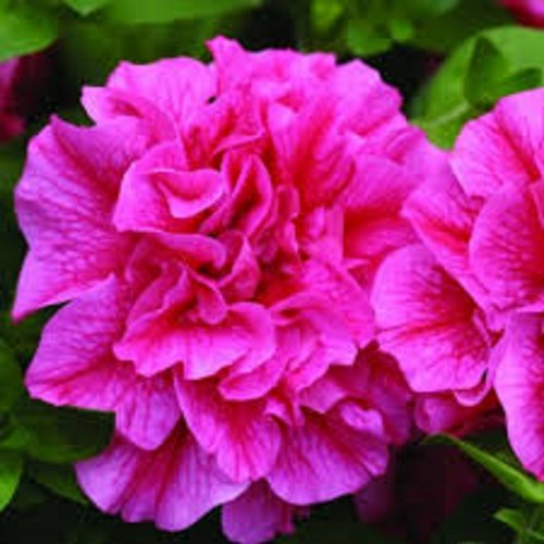 Pink shades trailing - ,