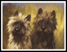 CAIRN TERRIER TWO DOGS HEAD