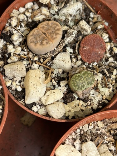 Lithops living stone - lithops,