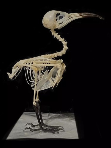 Skeleton bee eater real - skeleton, .