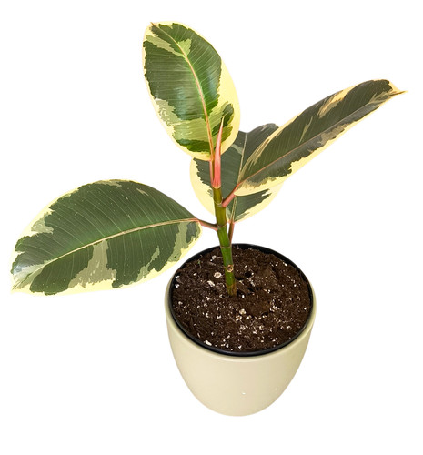 Ficus elastica tineke - ficus,