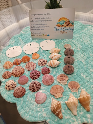 Bulk lot seashells from - of,