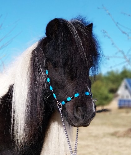 Miniature horse show halter - miniature,