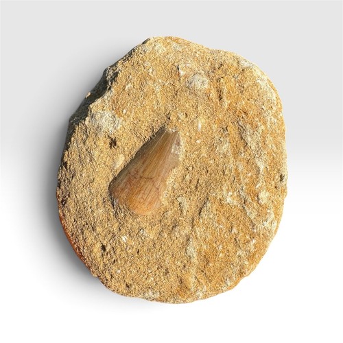 Mosasaur tooth fossil - mosasaur,
