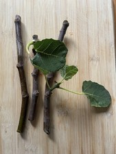 Fig  Brown Turkey  Fresh 3x