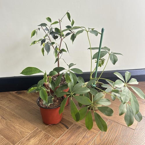 Indoor houseplant starter - indoor, trio
