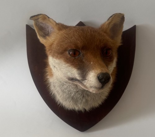 Vintage red fox head - red,