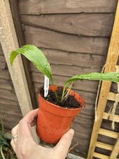 Aspidistra   attenuata 'Small