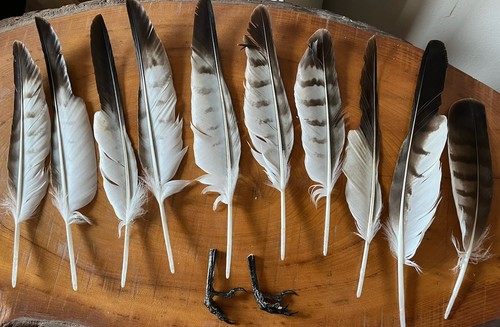 British buzzard feathers - british, and