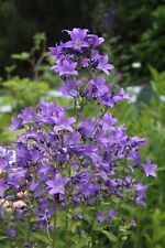 POTTED 1 LITRE CAMPANULA