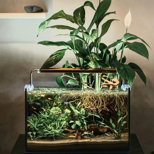 Peace lily roots - x,