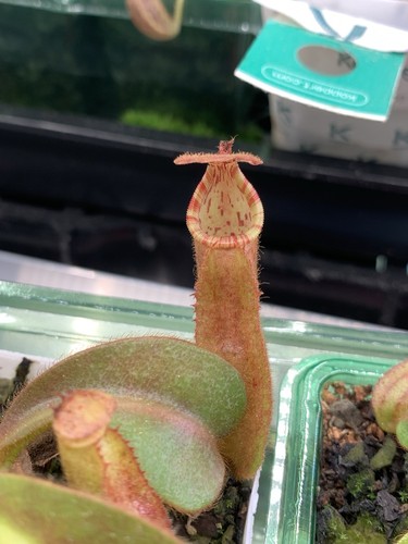Seed grown nepenthes veitchii - grown,