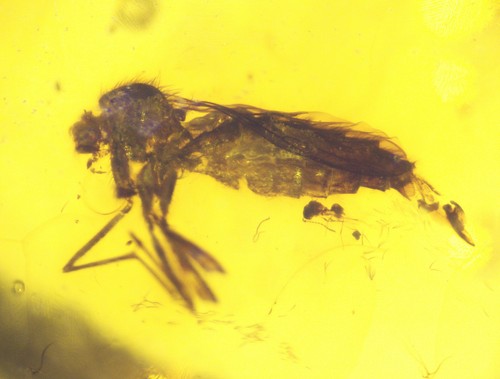 Burmese amber with - amber,