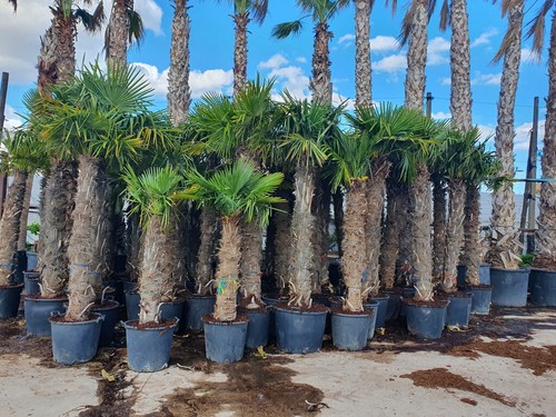 Trachycarpus fortunei palm - trachycarpus,