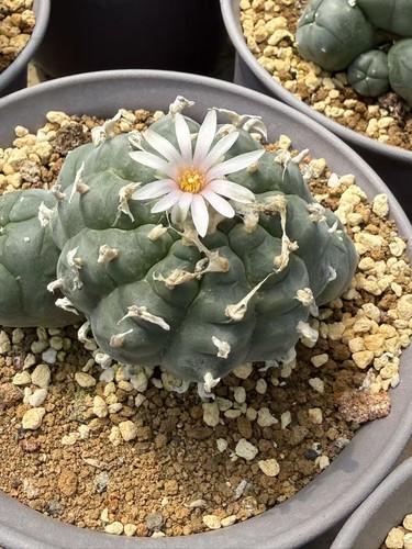 Rarecactus loph w - loph, nrth