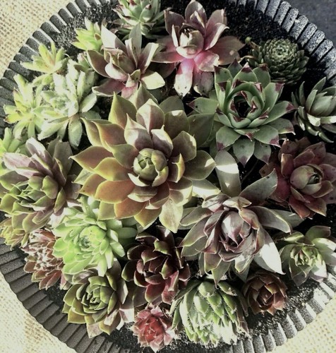 Beautiful baby sempervivum 8 - 8,