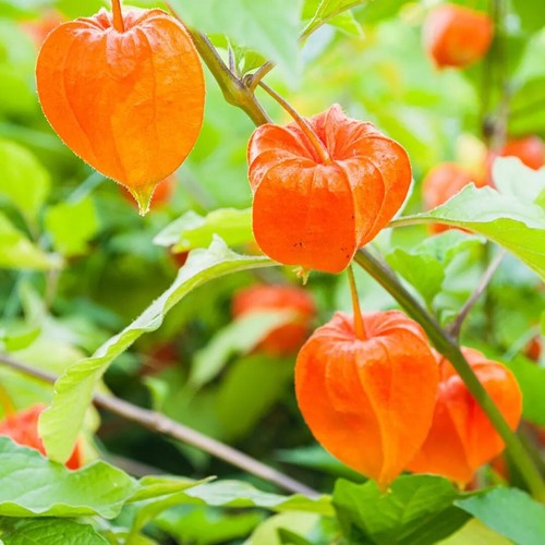 Physalis franchetti garden - physalis,