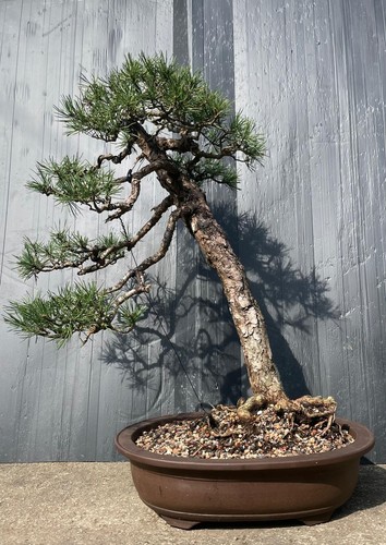 Stunning yamadori scotts - stunning, pine