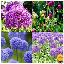 Allium Bulbs Purple sensation, Caeruleum, Drumstick, Gladiator, Perennial Plants