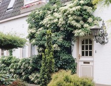 Climbing Hydrangea 'Petiolaris' Hardy Perennial,Bearing White Flowers 1x2LtrPot