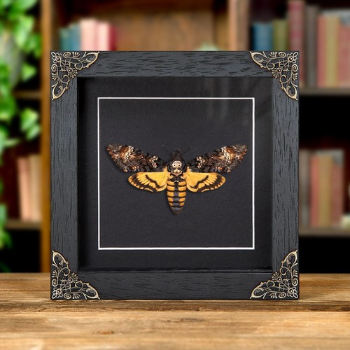 Death head taxidermy - moth, in