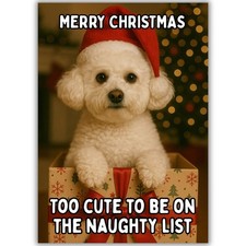 Cute Bichon Frise Dog