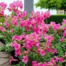 Incarvillea delavayi jarig - incarvillea,