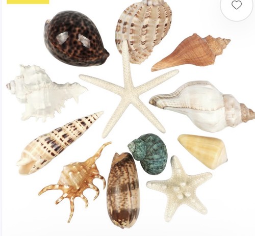 Pcs large seashells - seashells, mixed