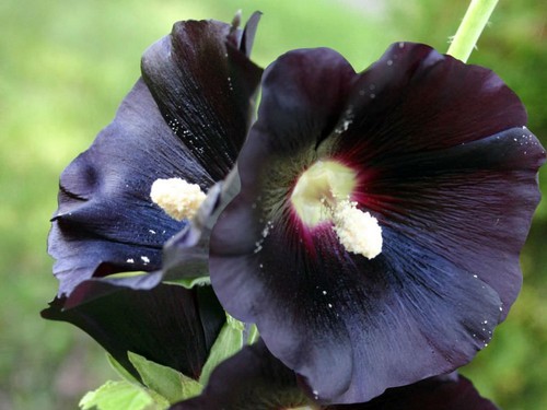 Alcea rosea nigra black