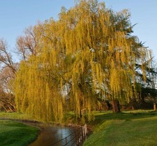 Salix babylonica - Weeping willow | Tree |