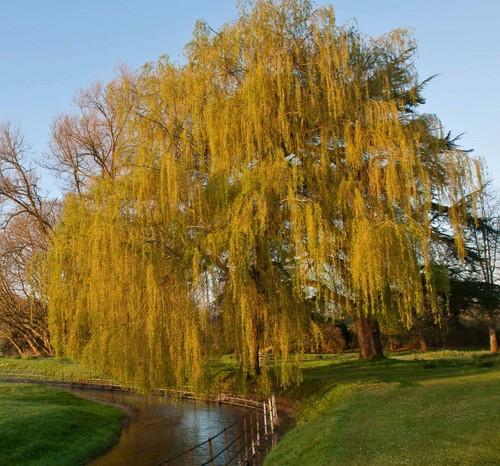 Salix babylonica weeping - salix,