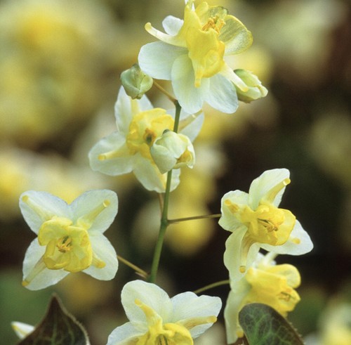 100 seeds epimedium - 100,
