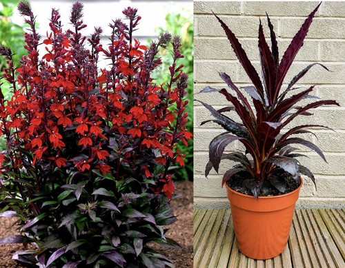 Very large lobelia scarlet - very,