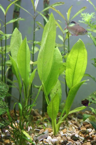 Echinodorus amazonicus large - amazonicus,