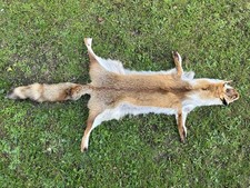 Nice New Real European Fox Skin/Hide (Vulpes vulpes crucigera) - Taxidermy