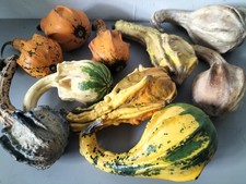 ORNAMENTAL GOURD AUTUMN WINGS