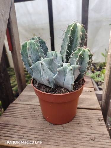 Pilosocereus cactus plant - plant,