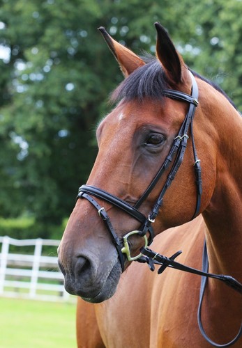 Gallop leather padded bridle - gallop,