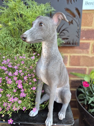 Whippet dog ornament blue - whippet,