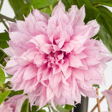 Clematis 'Multi Pink' | Hardy Deciduous Climbing Outdoor Garden Plant in Pot