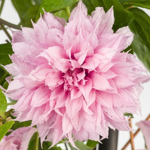 Clematis multi pink hardy - pink', |