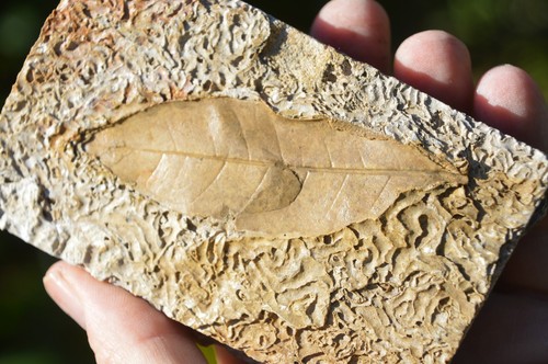 Amazing rare fossil - &,