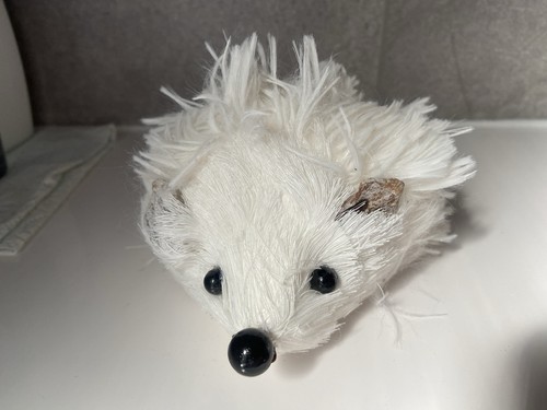 Cute fluffy white hedgehog - cute,