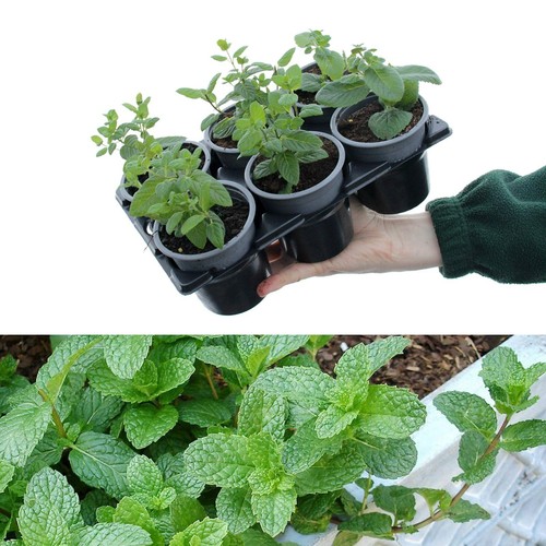 Mixed mint plants in 9cm - 6,